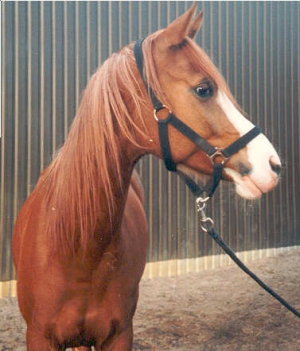 Shakra