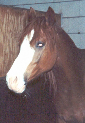 Shakra2