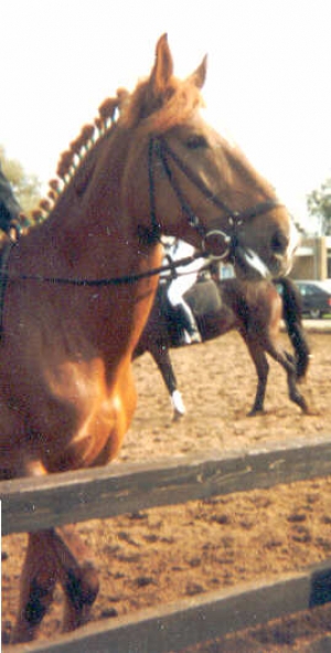 Shalimar3