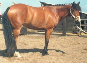 Sheila 4