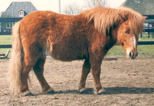 Siempie