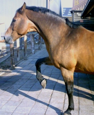 Sinbad-23-9-07-a