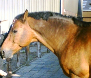 Sinbad-23-9-07-b
