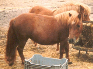 Thelwell3