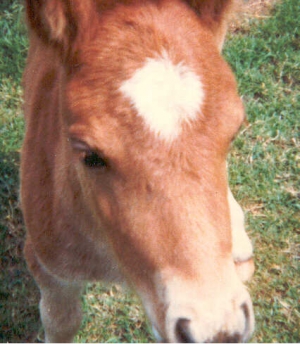 Thelwell4