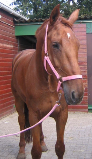 Troy-2005