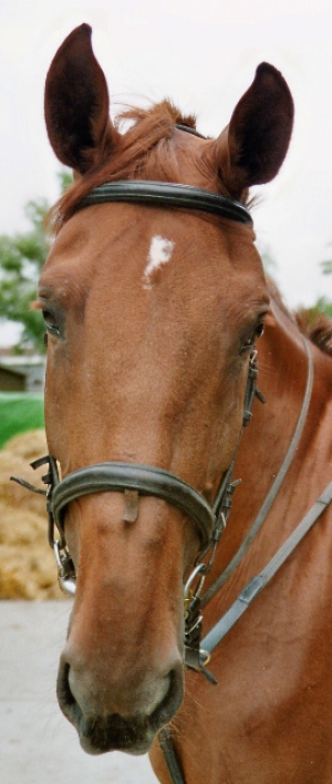 Troy-2007-1