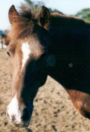 TwiggyII