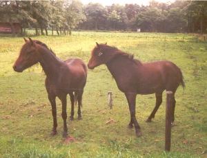 TwilightUrby