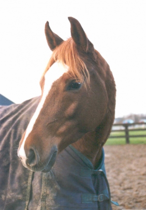 Vlasta