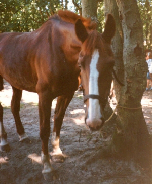 Wesley4
