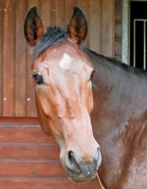 Willempie-2007-1
