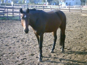 Willempie-23-9-07-b