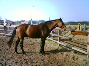 Willempie-23-9-07-c