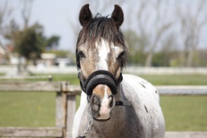 Willempie