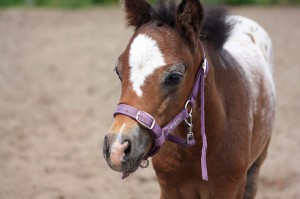Willempie1