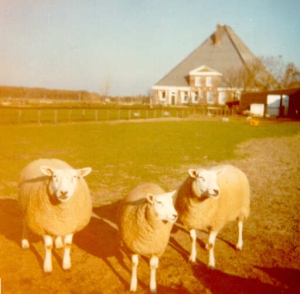 WouterTruusSien
