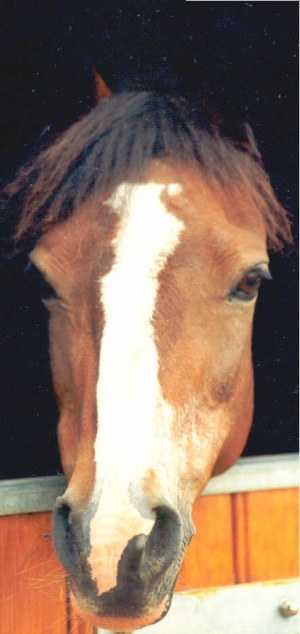 Zoe II