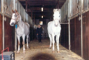 algemeen ponykamp ponys 1