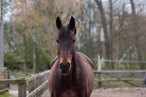 aragon