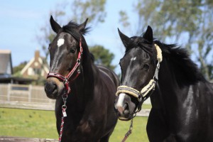 blacky-kenny