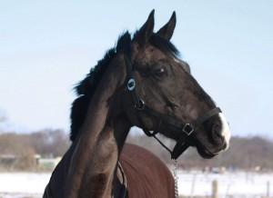 blacky