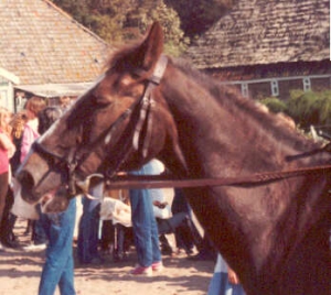 dorcas3