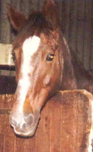 dorcas5