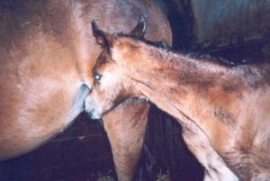 geboorte03maart10
