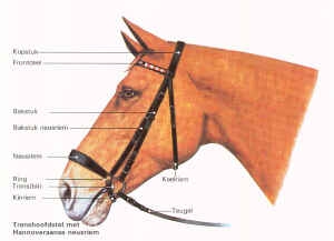 hoofdstel