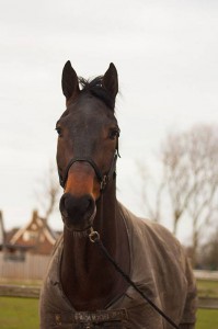 kienieboy