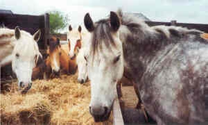 landponys 1