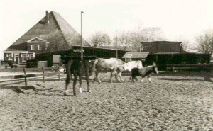 ponysin kleine bak