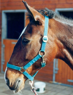 quint