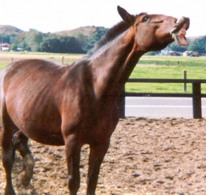 quint2