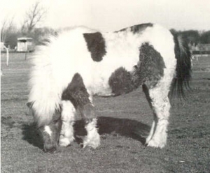 rakker3