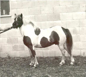 rakker4
