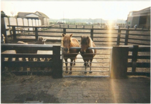 shetlanders