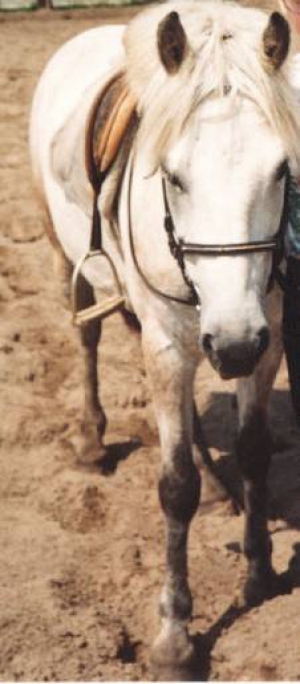 siegel3