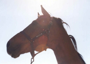 sinbad-gron-3
