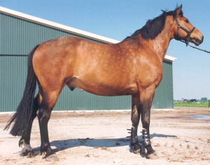 sinbad-gron-4