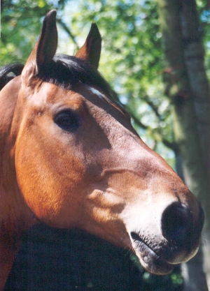 sinbad-gron-6