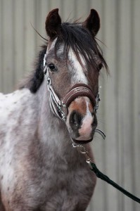 willempie02